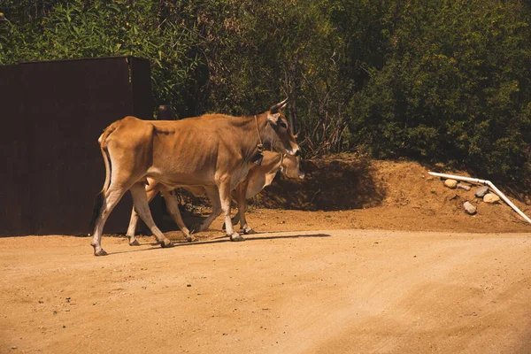 Корови Великої Рогатої Худоби Бока Сьєрра Лос Кабосі Мексика Флора — стокове фото