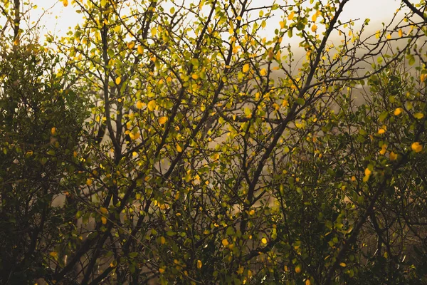 Güzel Sarı Yapraklar Yaz Bitkisi Çalıları — Stok fotoğraf