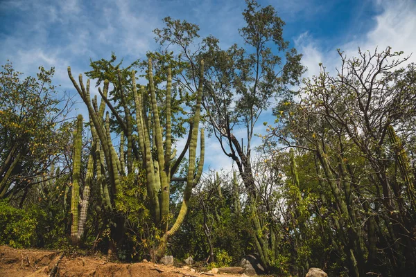 Boca Sierra Miraflores Stad Vegetatie Natuur Scene Baja California Mexico — Stockfoto