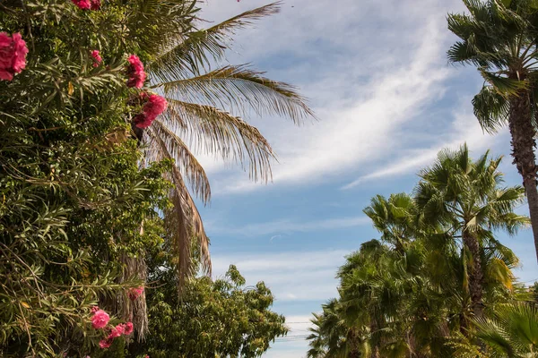 Vackra Palmer Med Blå Himmel Bakgrund Miraflores Mexiko — Stockfoto