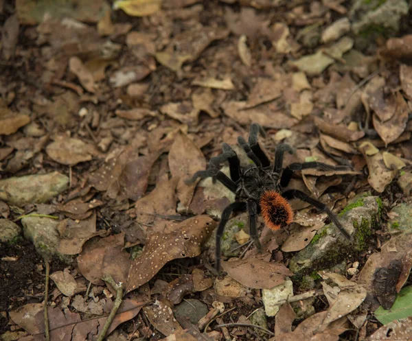 Tarantula Pavouk Podzimních Listech — Stock fotografie