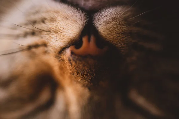 Macro Close Kitten Snout — Stock Photo, Image