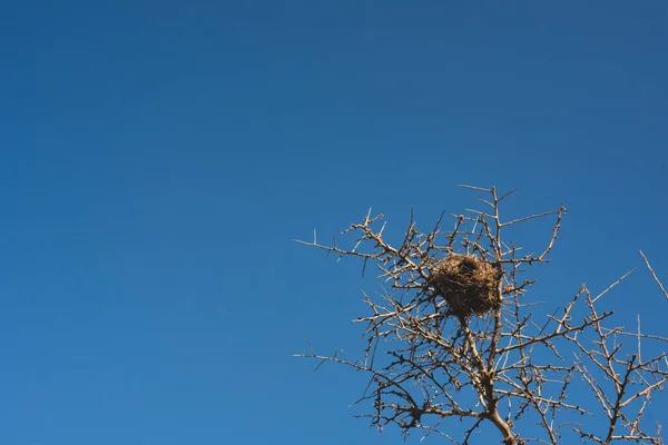 Träd Grenar Med Stork Blå Himmel — Stockfoto