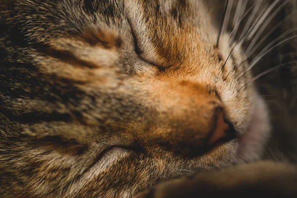 Macro Close Kitten Sleeping — Stock Photo, Image