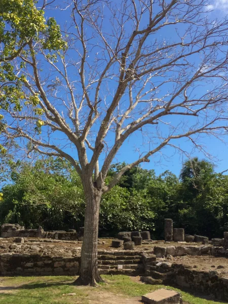 Árboles Yacimiento Arqueológico San Gervasio Cozumel México — Foto de Stock