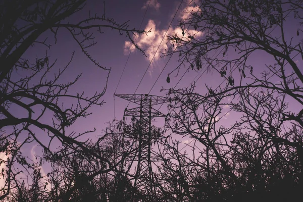 树枝和紫色落日的天空 — 图库照片