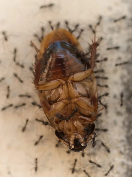 Macro Fechar Cockroach Cabeça Para Baixo Arredondado Por Formigas — Fotografia de Stock