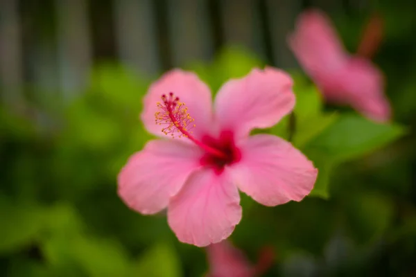 Закрыть Розовый Цветок Мексиканского Тюльпана — стоковое фото