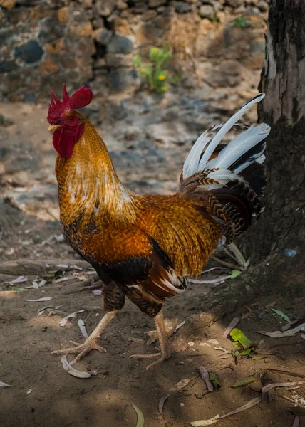Mexican Rooster Mexican Farm — Stock Photo, Image