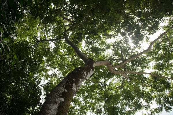 Árbol Enorme Selva Mexicana Coba Visto Desde Abajo — Foto de Stock