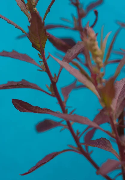 Dysphania Ambrosioides Plant Close Purple Epazote Mexikói Növény — Stock Fotó