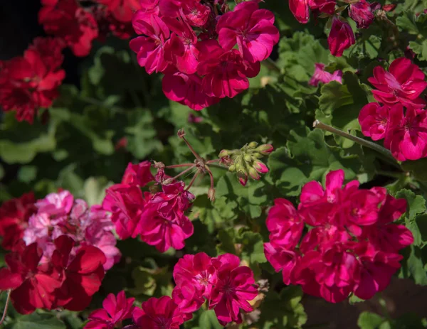 Zbliżenie Krzewu Wieloma Różowymi Kwiatami — Zdjęcie stockowe
