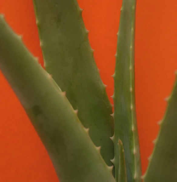 Aloe Vera Plant Macro Aus Nächster Nähe — Stockfoto
