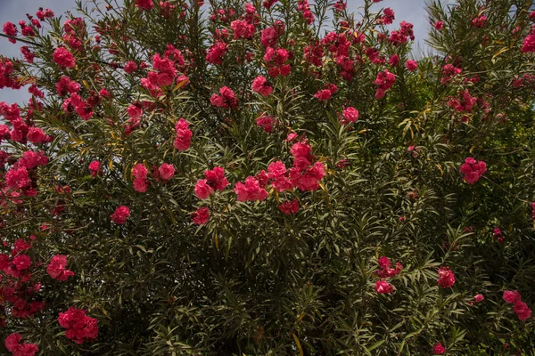 Όμορφα Κόκκινα Λουλούδια Θάμνος Καλοκαιρινό Φυτό — Φωτογραφία Αρχείου