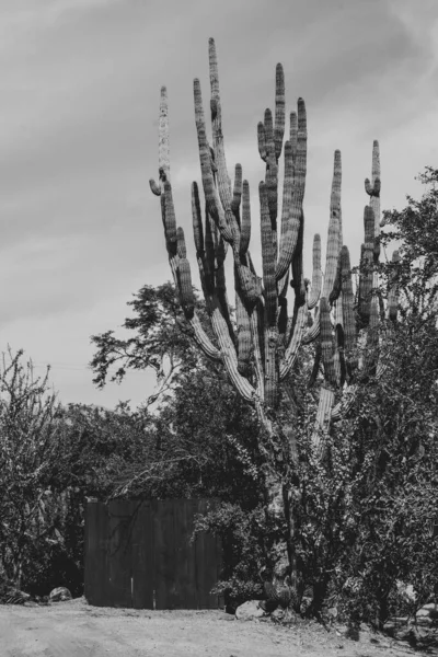Бока Сьерра Город Мирафлорес Природа Нижняя Калифорния Мексика Черное Белое — стоковое фото