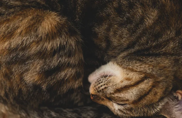 Macro Close Kitten Sleeping — Stock Photo, Image