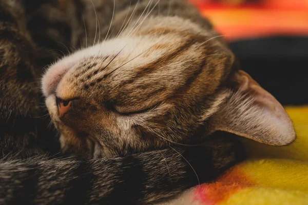 Macro close up of a kitten sleeping