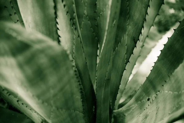 Nahaufnahme Der Agave Pflanze — Stockfoto
