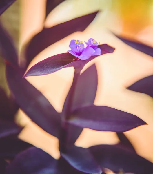 Mor Bir Çiçeğin Macro — Stok fotoğraf