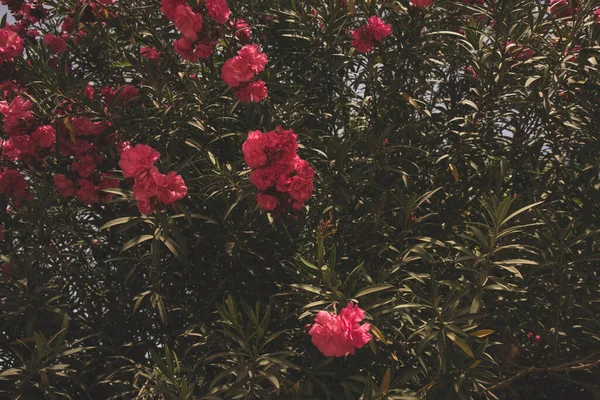 Hermosas Flores Rojas Plantas Verano —  Fotos de Stock