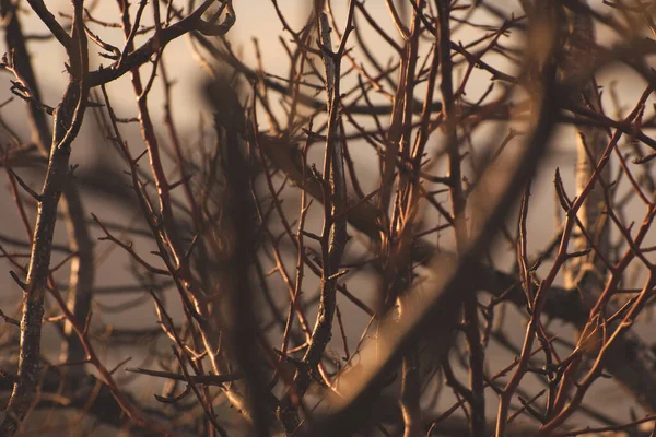 Brown Tree Branches Close — Stock Photo, Image