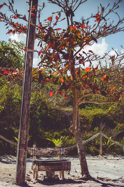 Flora Naturale Giornata Sole Akumal Quintana Roo Messico — Foto Stock