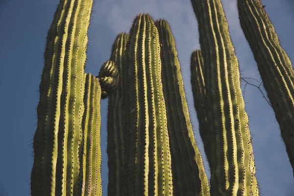 Närbild Stor Kaktus Låg Vinkel — Stockfoto