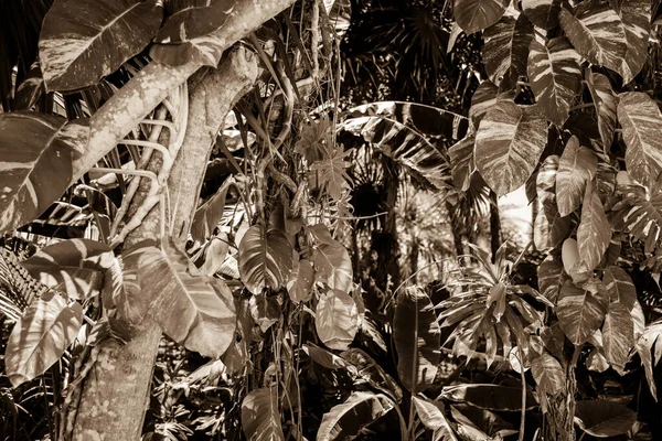 Tropische Pflanzen Naturflora Sepia — Stockfoto