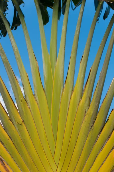 Madagaskar Ravenala Palme Pflanzenblätter — Stockfoto