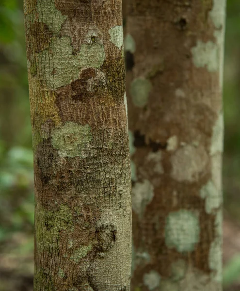 Cierre Del Tronco Del Árbol Flora Madera —  Fotos de Stock