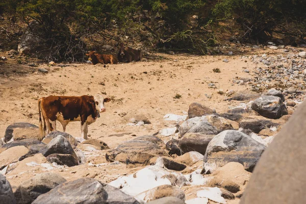 Αγελάδες Στο Boca Sierra Στο Los Cabos Μεξικό Χλωρίδα Και — Φωτογραφία Αρχείου