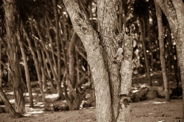 Kmeny Stromů Sepie Přírodní Flóra — Stock fotografie