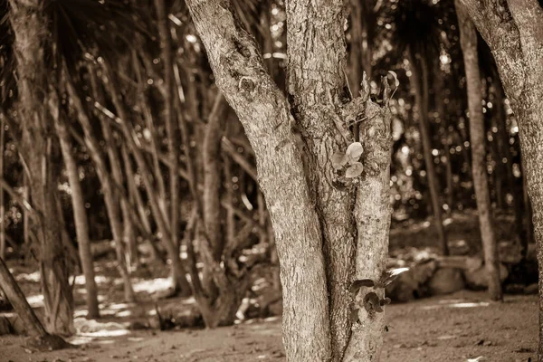 Troncos Árboles Sepia Flora Natural —  Fotos de Stock