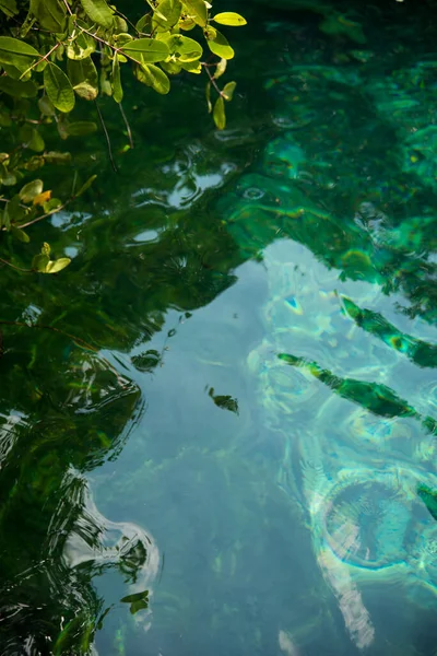 Listí Stromů Průzračná Voda Xcacelito Mexická Cenote Přírodní Jáma Propadlina — Stock fotografie