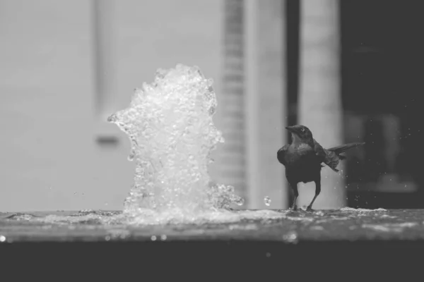 Black Bird Water Fountain Close — Stock Photo, Image