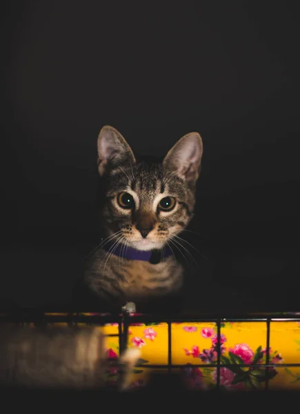 Pretty Kitten Black Background Looking Camera — Stock Photo, Image