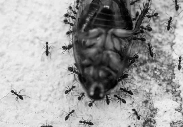 Macro Close Formigas Torno Uma Barata Cabeça Para Baixo — Fotografia de Stock