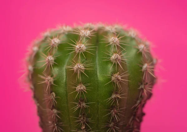 Beautiful Baby Cactus Pink Background — Stock Photo, Image