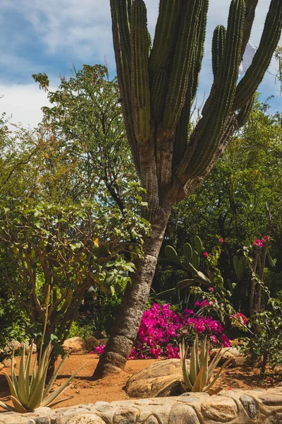 Natur Flora Träd Och Grenar Baja Kalifornien Mexiko — Stockfoto