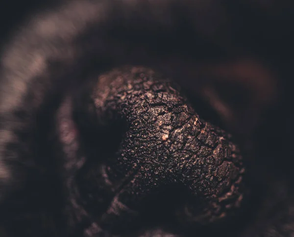 Dry Dogs nose Macro close up shot