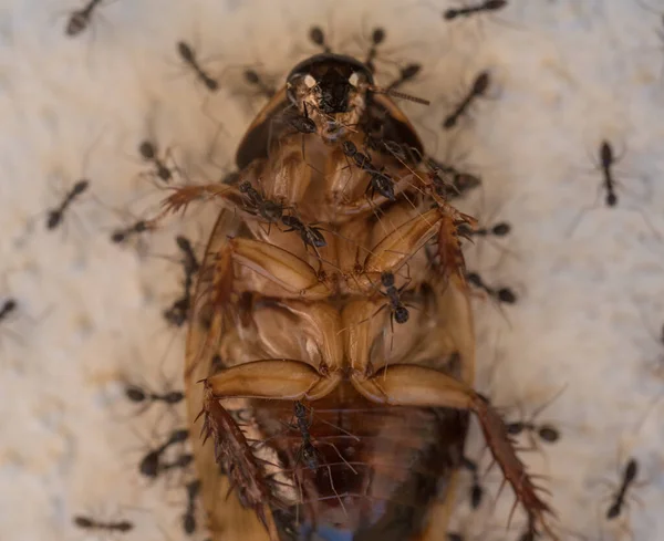 Macro Fechar Cockroach Cabeça Para Baixo Arredondado Por Formigas — Fotografia de Stock