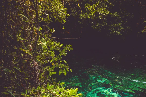 Levelek Tiszta Víz Xcacelito Mexican Cenote Természetes Gödör Víznyelő — Stock Fotó