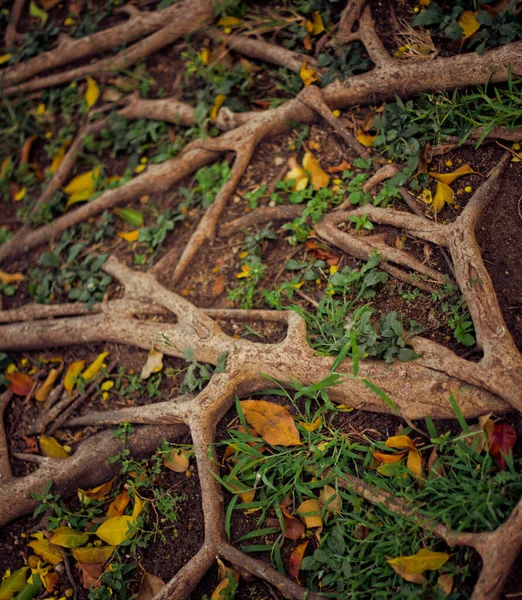 地上的根 草和叶子 — 图库照片