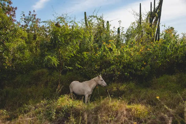 Meksyk Koń Łące Drzewami Zieloną Roślinnością Trawiastą — Zdjęcie stockowe