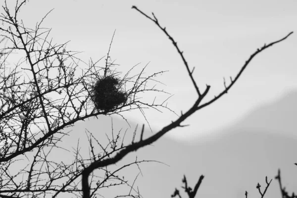 Ramos Árvore Com Ninho Pássaro Céu Preto Branco — Fotografia de Stock