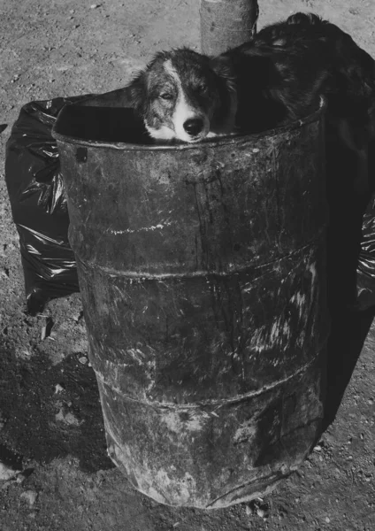 Бедная Бездомная Собака Брошенная Мусорном Баке Концепция Жестокости Животными — стоковое фото