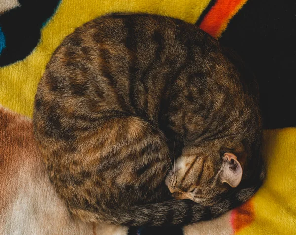 Macro Close Kitten Sleeping — Stock Photo, Image