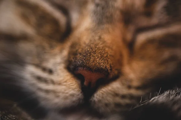 Macro Close Van Een Kitten Neus — Stockfoto