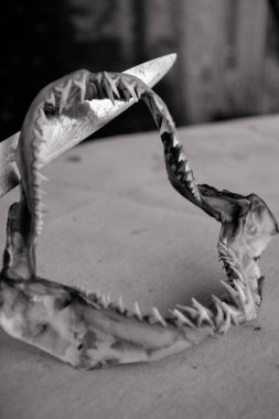 Hayvan İstismarı Konsepti, Köpekbalığı Dişi