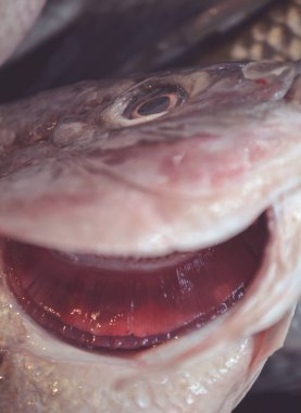 Meksika pazarında balık kapanıyor.